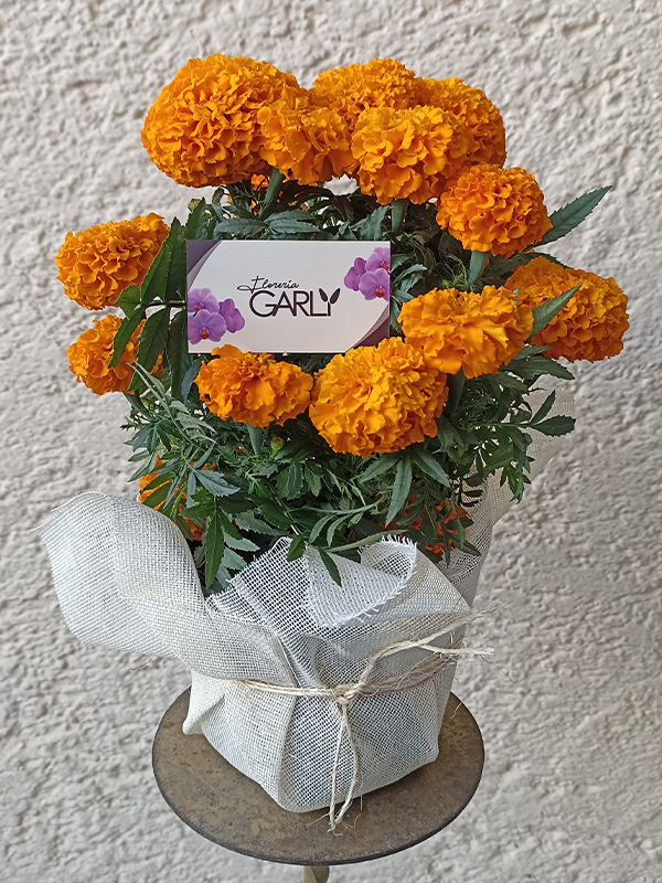 dia-de-muertos-flor-cempasuchil